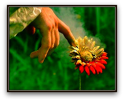 king-midas-touch-shadow1-jpg