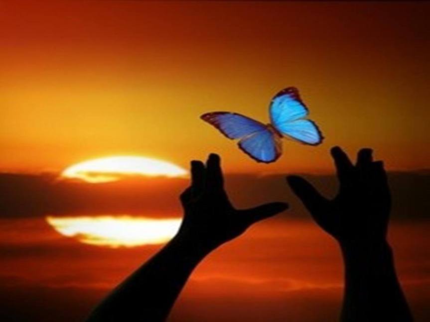 ImAGE envol papillon