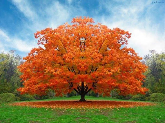 arbre homme automne