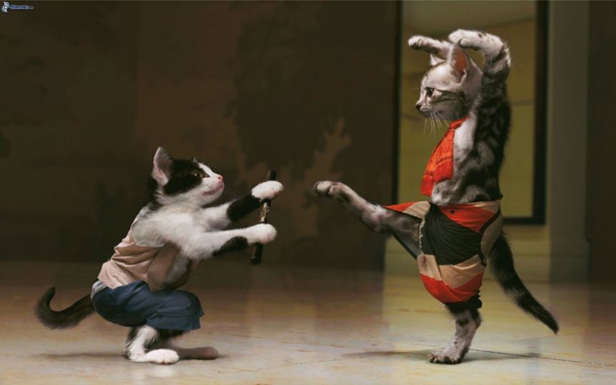 chats,-kung-fu-171781