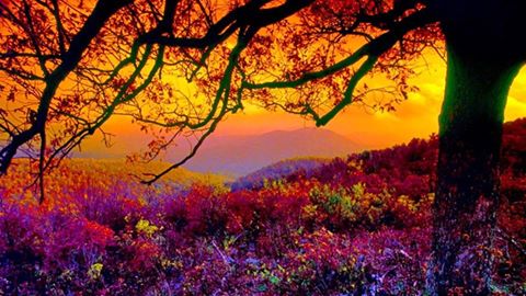 ImAGe forêt couleurs