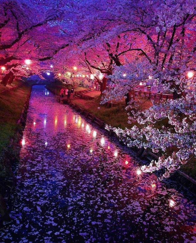 ImAGE japon cerisiers en fleur