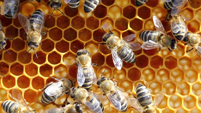 fable-des-abeilles-792x446