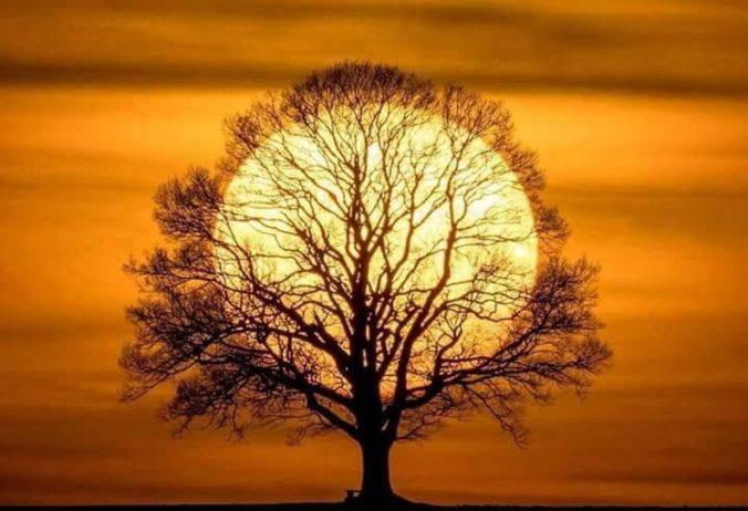 cropped-image-soleil-arbre.jpg