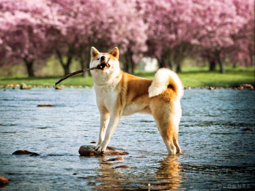 akita-inu-qui-joue-avec-un-baton-dans-l-eau